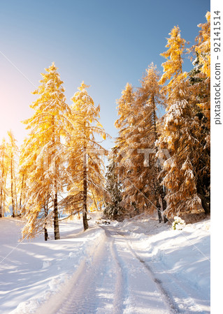 Picturesque landscape with orange larches covered by first snow Picturesque landscape with orange larches covered by first snow 92141514
