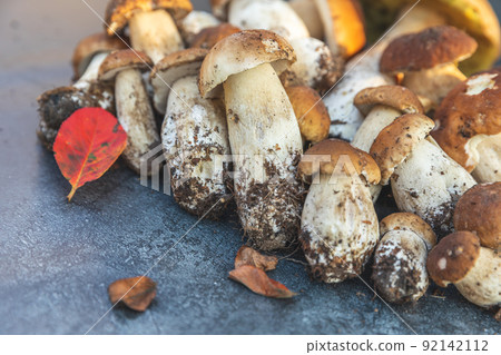 Autumn fall composition. Raw edible mushrooms Penny Bun on dark black stone shale background. Ceps over gray table. Cooking delicious organic mushroom gourmet food. Flat lay top view 92142112