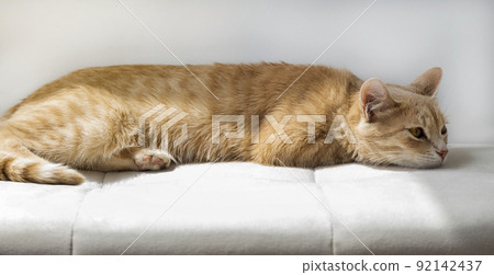 Domestic red cat sleeps on soft sofa. The cat is resting. 92142437