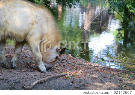 A wild animal in a park for animals by the pond. 92142607