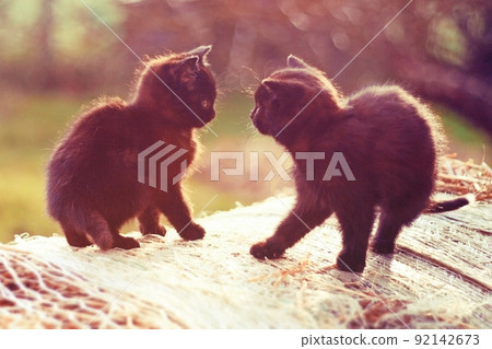A pair of cute kittens playing on a bale of straw A pair of cute kittens playing on a bale of straw 92142673