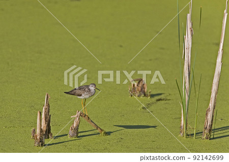 Lesser Yellowlegs, Tringa flavipes, perched on reed 92142699