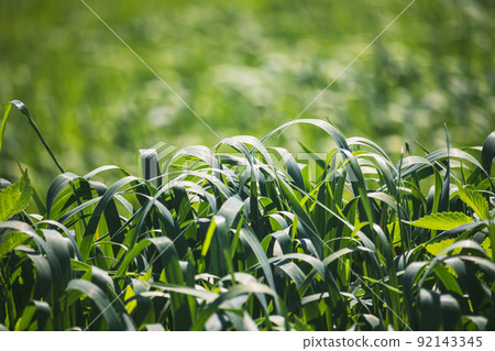 meadow with green grass - close up view meadow with green grass - close up view 92143345