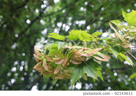 Green maple leaves and seeds after the rain, green plant background. Green maple leaves and seeds after the rain, green plant background. 92143611