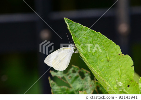 Yamadaike Park Yamadaike Park 92143941