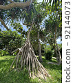 Trees with subtropical climate 92144073