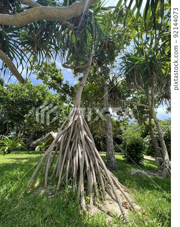 Trees with subtropical climate Trees with subtropical climate 92144073