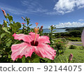 South Island and Hibiscus 92144075