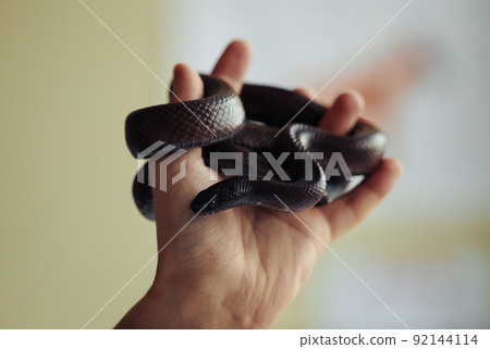 Little Snake in Hand Close Up 92144114