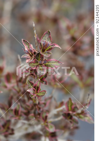 Weigela van Gogh 92144205