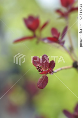 Smoke tree Royal Purple Smoke tree Royal Purple 92144233