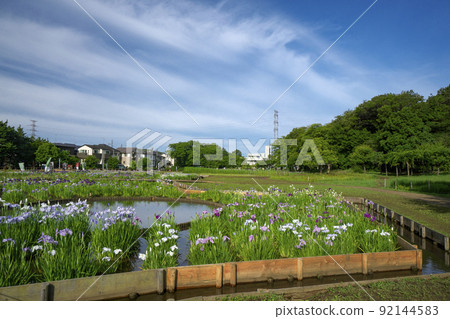 Kitayama Park when the irises in the blue sky in the Sayama Hills bloom 92144583