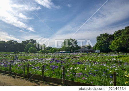 狹山丘陵藍天的鳶尾花盛開時的北山公園 92144584