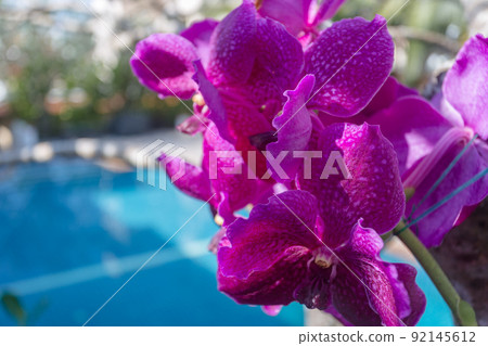 The beauty of Thai orchids. The beauty of Thai orchids. 92145612
