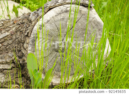 Cut down tree on the floor with green grass 92145635