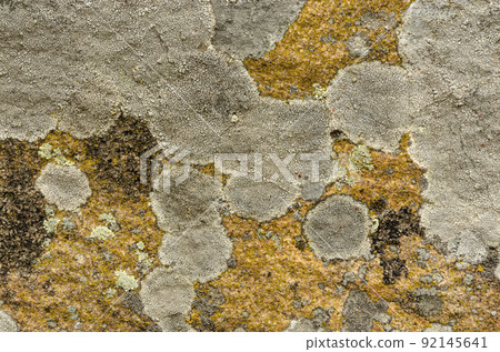 An old gray cracked stone covered with a white fungus. For background or texture 92145641