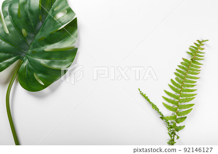 Different tropical leaves on white background 92146127