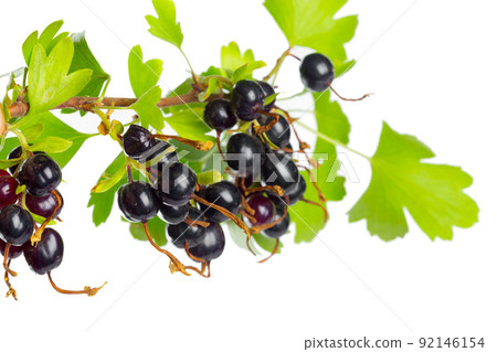 Berries black currant with green leaf. Fresh fruit, isolated on white background. Berries black currant with green leaf. Fresh fruit, isolated on white background. 92146154
