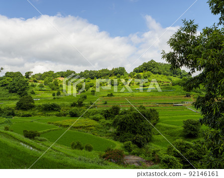 夏季在飛鳥村蔓延的梯田風光 92146161