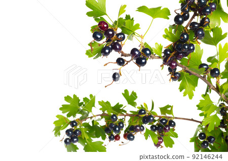 Berries black currant with green leaf. Fresh fruit, isolated on white background. 92146244