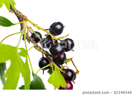 Berries black currant with green leaf. Fresh fruit, isolated on white background. Berries black currant with green leaf. Fresh fruit, isolated on white background. 92146546