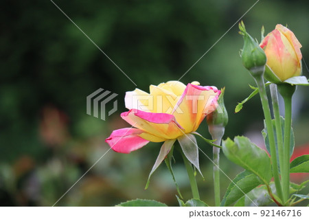玫瑰花和花蕾的側視圖,花瓣的榮耀與黃色和粉紅色混合 玫瑰花和花蕾的側視圖,花瓣的榮耀與黃色和粉紅色混合 92146716