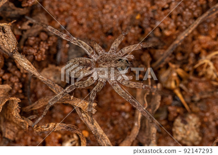Small Wolf Spider 92147293