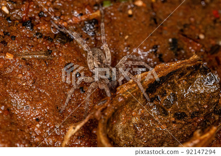 Small Wolf Spider 92147294