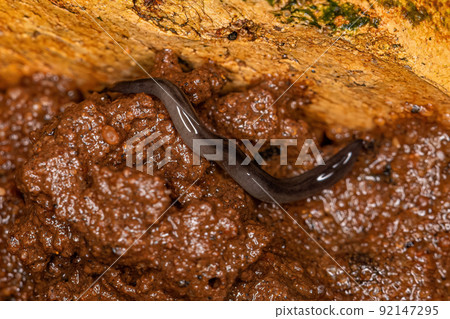 Small Land Planarian 92147295