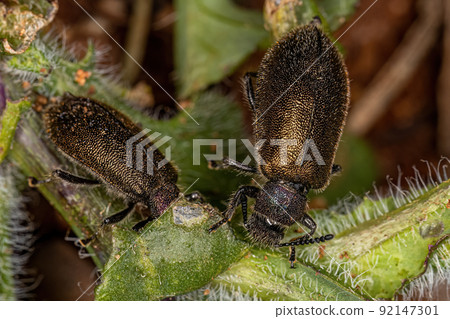 Adult Long-jointed Beetles Adult Long-jointed Beetles 92147301