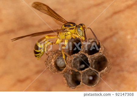 Adult Long-waisted Paper Wasp Adult Long-waisted Paper Wasp 92147308