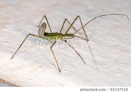 Assassin Bug Nymph Assassin Bug Nymph 92147319