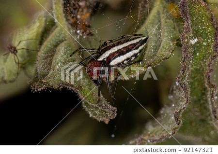 Adult Typical Orbweaver Spider Adult Typical Orbweaver Spider 92147321
