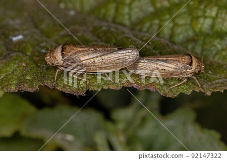 Adult Typical Leafhoppers Adult Typical Leafhoppers 92147322