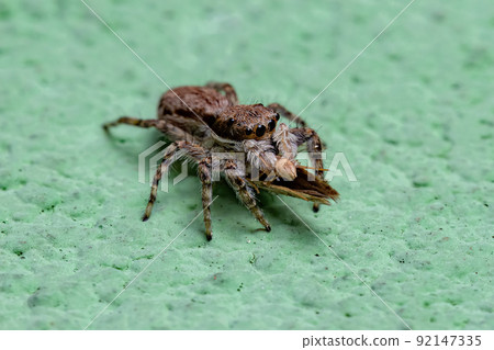 Small Gray Wall Jumping Spider 92147335