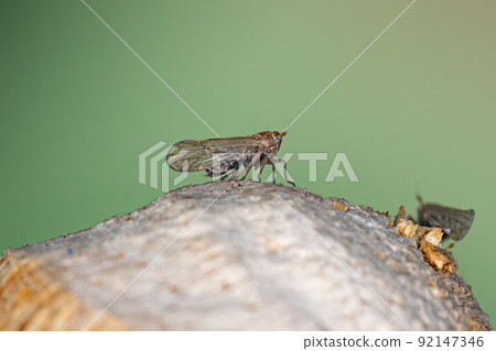 Adult Planthopper Insect 92147346