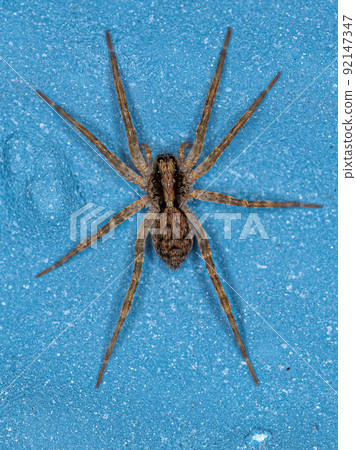 Small Wolf Spider 92147347