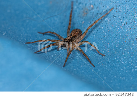 Small Wolf Spider 92147348