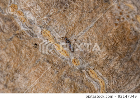 Small Elongate Springtail Arthropod Small Elongate Springtail Arthropod 92147349