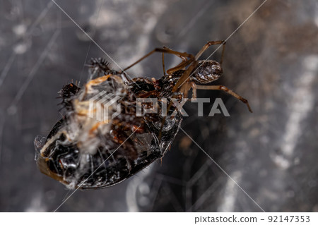 Male Brown Widow 92147353