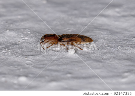Adult Click Beetle Adult Click Beetle 92147355