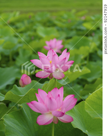 清晨池塘里盛開的荷花 92147919