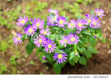 Brachikam's flower 92148025