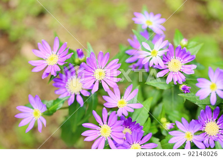 Brachikam's flower 92148026