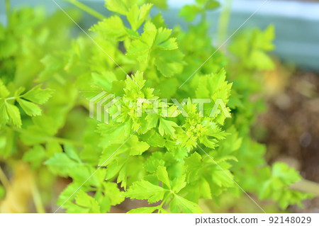 Italian parsley leaves 92148029