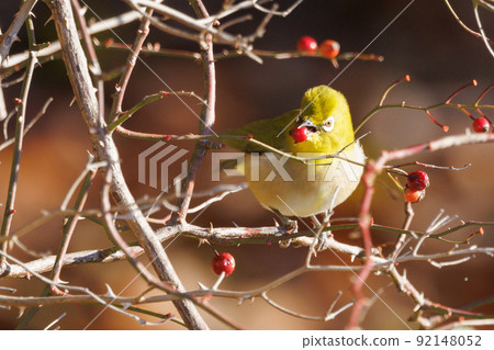A bird white-eye with a green body and white glasses that is mistaken for a warbler A bird white-eye with a green body and white glasses that is mistaken for a warbler 92148052
