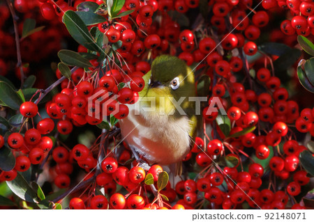 A bird white-eye with a green body and white glasses that is mistaken for a warbler 92148071