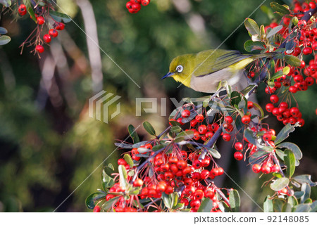A bird white-eye with a green body and white glasses that is mistaken for a warbler A bird white-eye with a green body and white glasses that is mistaken for a warbler 92148085