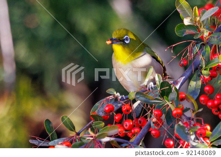 A bird white-eye with a green body and white glasses that is mistaken for a warbler A bird white-eye with a green body and white glasses that is mistaken for a warbler 92148089