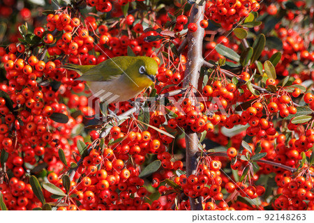 鳥的白眼睛，綠色的身體，戴著白眼鏡，被誤認為是鶯 92148263